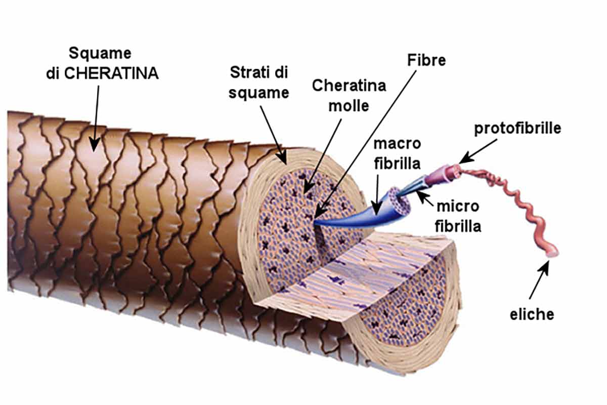struttura-del-capello